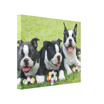 Easter boston terriers canvas print