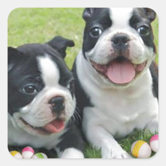Easter Boston Terriers Square Sticker