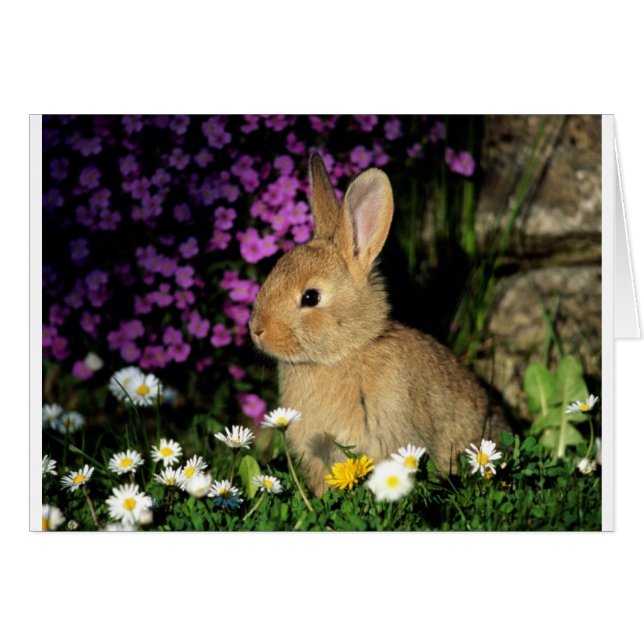 Easter Bunny (Front Horizontal)