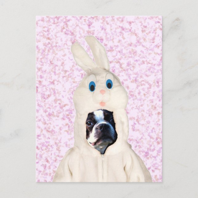 Easter bunny boston terrier postcard (Front)