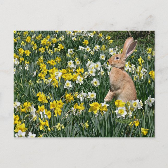 Easter bunny holiday postcard (Front)