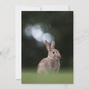 Easter Bunny Nature Photo Card