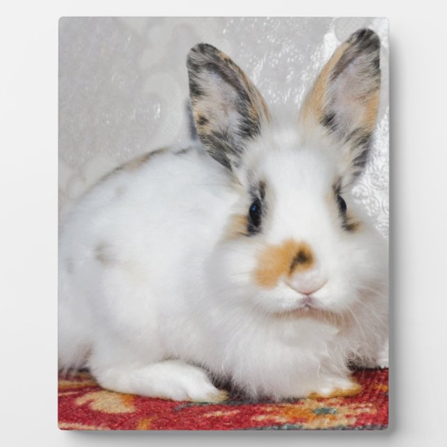 Easter Bunny Plaque (Front)