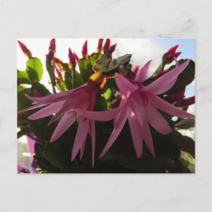 Easter Cactus Flower Plant Holiday Postcard