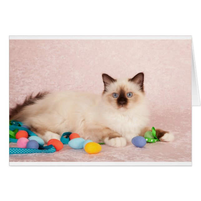 Easter Cat (Front Horizontal)