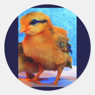 Easter Chick-A-Dee-Light Classic Round Sticker