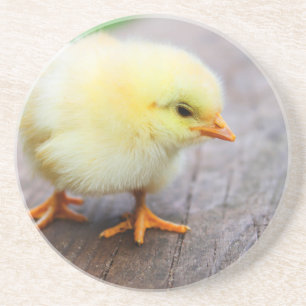 Easter Chick Coaster