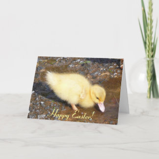 Easter Chick, Happy Easter! Holiday Card