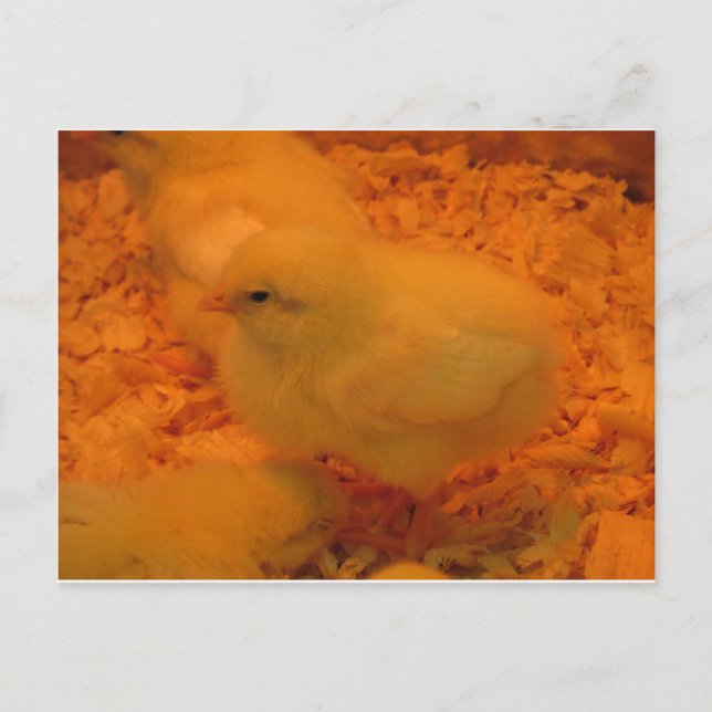 Easter Chick Holiday Postcard (Front)