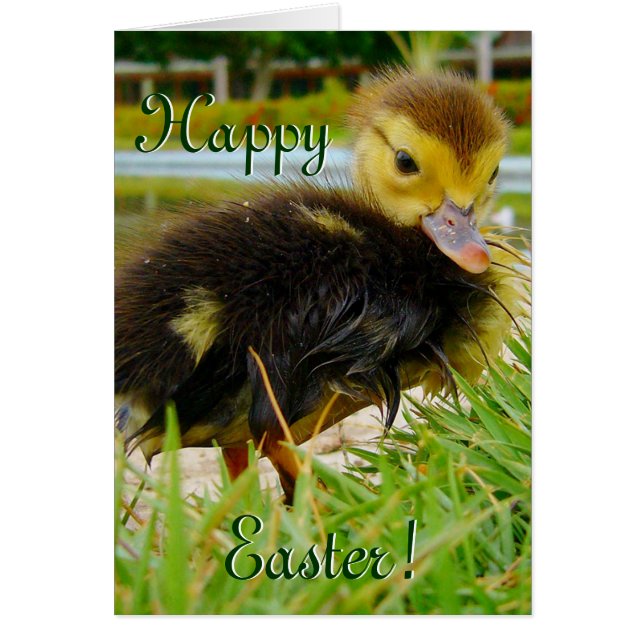 Easter Chick III (Front)