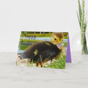 Easter Chick III Holiday Card