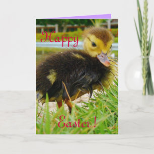 Easter Chick III Holiday Card