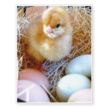 Easter Chick in Basket Temporary Tattoo