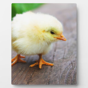 Easter Chick Plaque