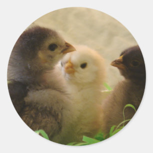 Easter Chickens Classic Round Sticker