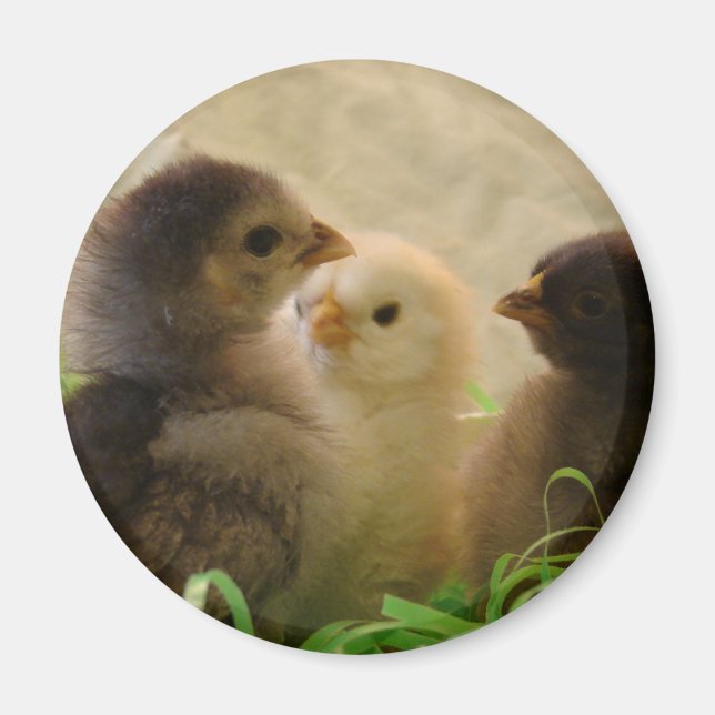 Easter Chickens Magnet (Front)