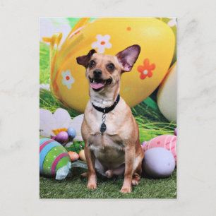 Easter - Chipin Rockwell - Chihuahua Rambo Holiday Postcard