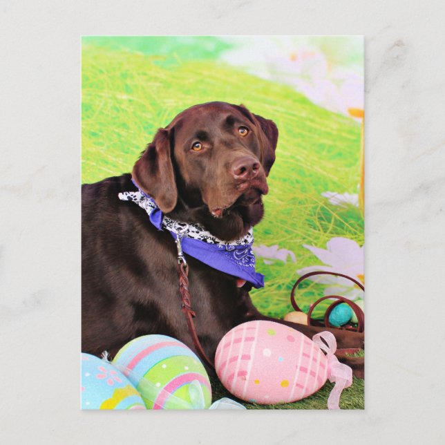 Easter - Chocolate Labrador - Hershey Holiday Postcard (Front)