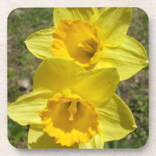 Easter  Daffodils Cork Coaster