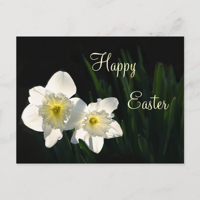 Easter daffodils holiday postcard (Front)