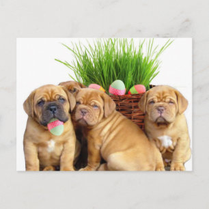 Easter Dogue de Bordeaux pups Holiday Postcard