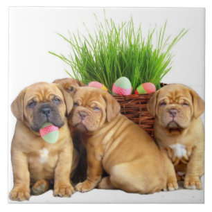 Easter Dogue de Bordeaux pups Tile