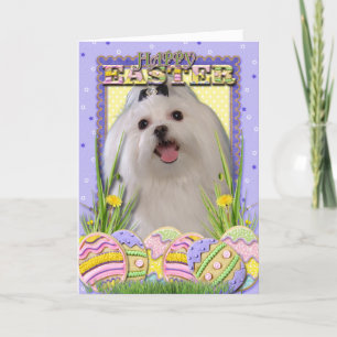 Easter Egg Cookies - Maltese Holiday Card