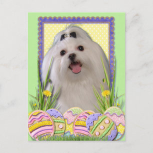 Easter Egg Cookies - Maltese Holiday Postcard