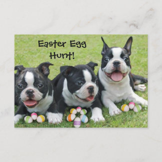 Easter Egg Hunt Boston Terrier Dogs  invitations