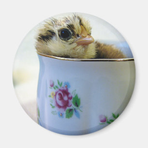 Easter Egger Chick in Cup Magnet