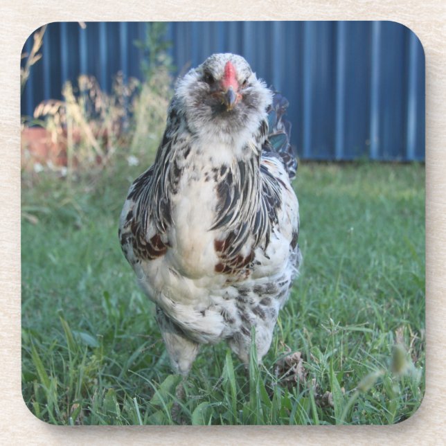 Easter Egger Rooster Coaster (Front)