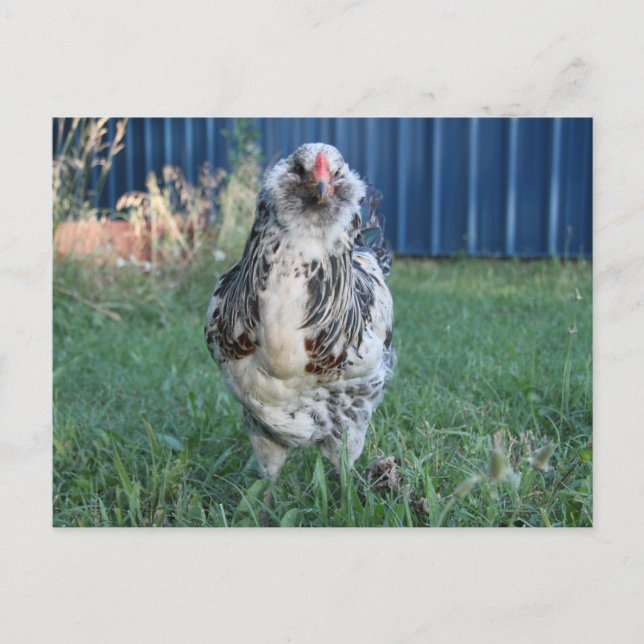 Easter Egger Rooster Holiday Postcard (Front)