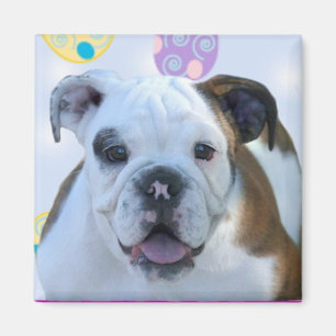 Easter greetings bulldog magnet