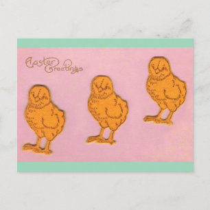 Easter Greetings Chicks Pink Holiday Postcard