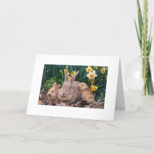 EASTER IS HERE/SPRING IS NEAR SAYS BUNNY FAMILY HOLIDAY CARD