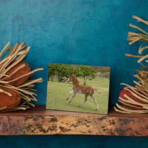 Easter Island aka Rapa Nui Plaque