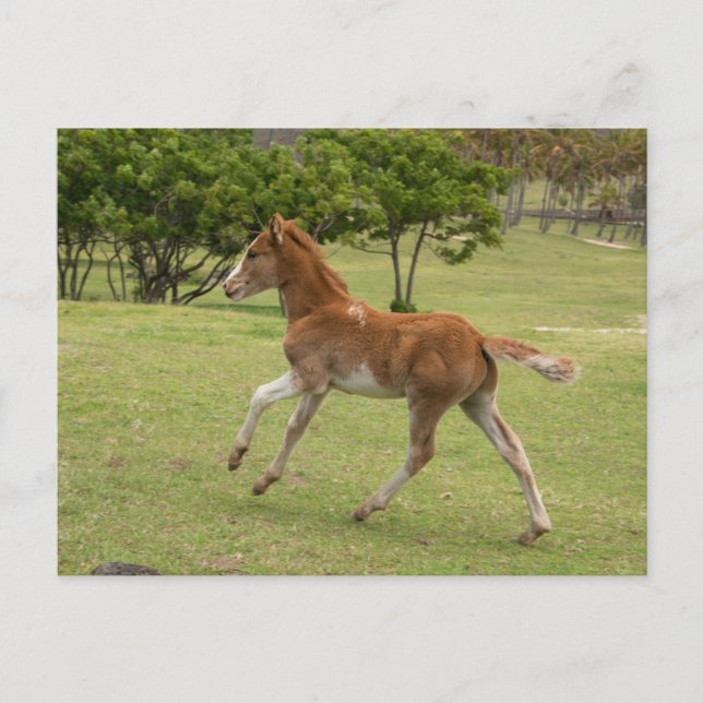 Easter Island aka Rapa Nui Postcard (Front)