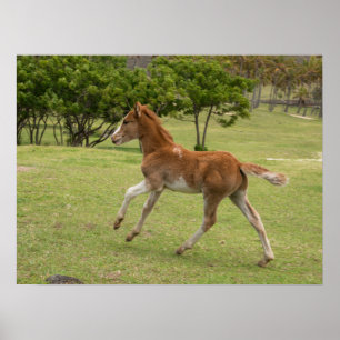 Easter Island aka Rapa Nui Poster