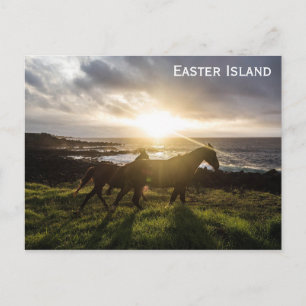 Easter Island Horses Travel Photo Postcard