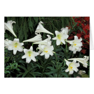 Easter Lily (Lilium regale)