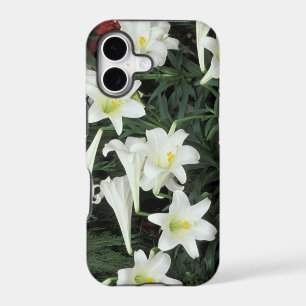 Easter Lily (Lilium regale)