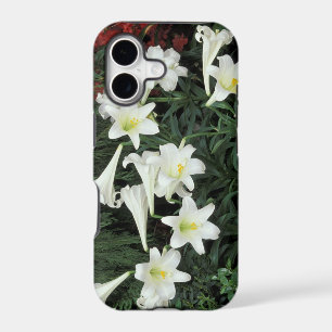 Easter Lily (Lilium regale)