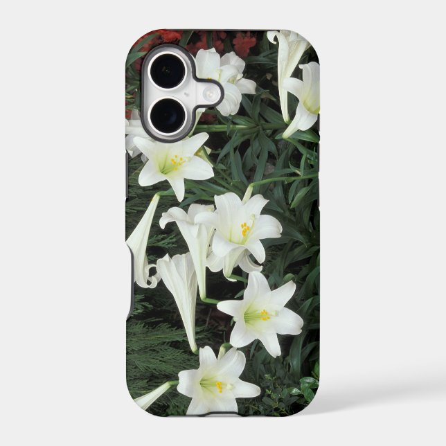 Easter Lily (Lilium regale) (Back)