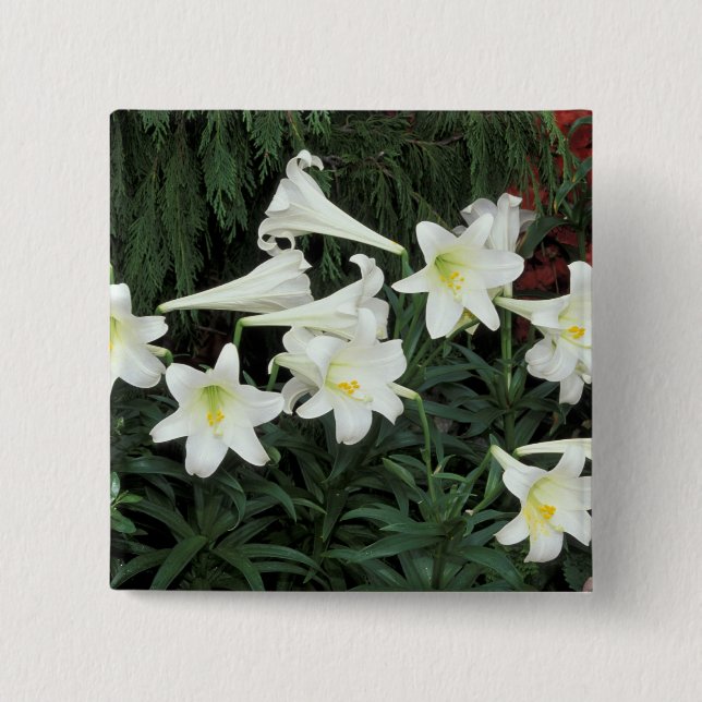 Easter Lily (Lilium regale) 2 Inch Square Button (Front)