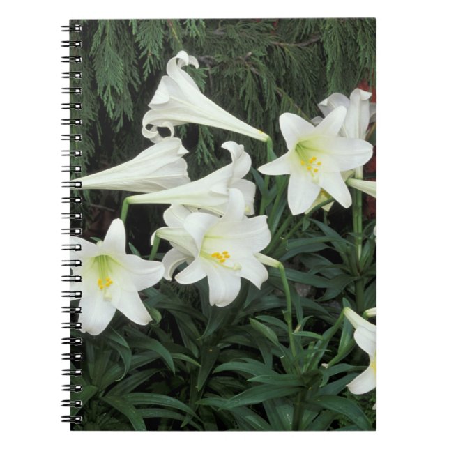 Easter Lily (Lilium regale) Notebook (Front)