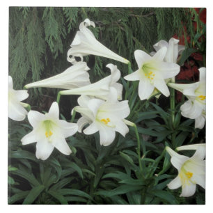 Easter Lily (Lilium regale) Tile