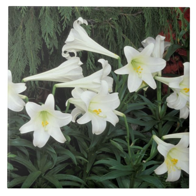 Easter Lily (Lilium regale) Tile (Front)