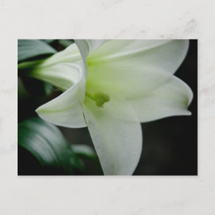 Easter Lily • Postcard