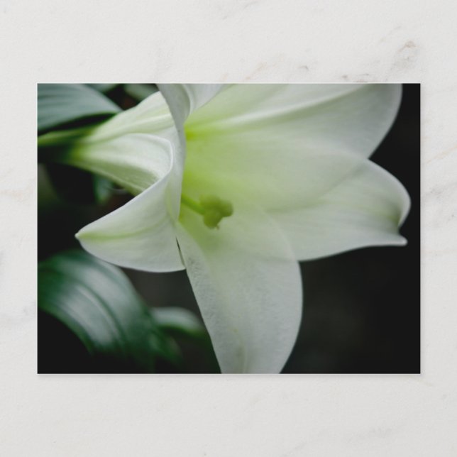 Easter Lily • Postcard (Front)