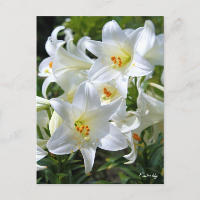 Easter lily [Postcard] ポストカード Postcard (Front)